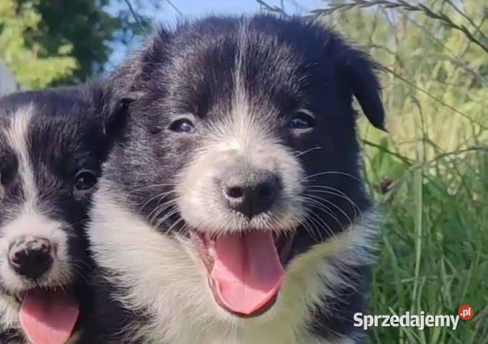 Rasowa i radosna suczka BORDER COLLIE pełną dok