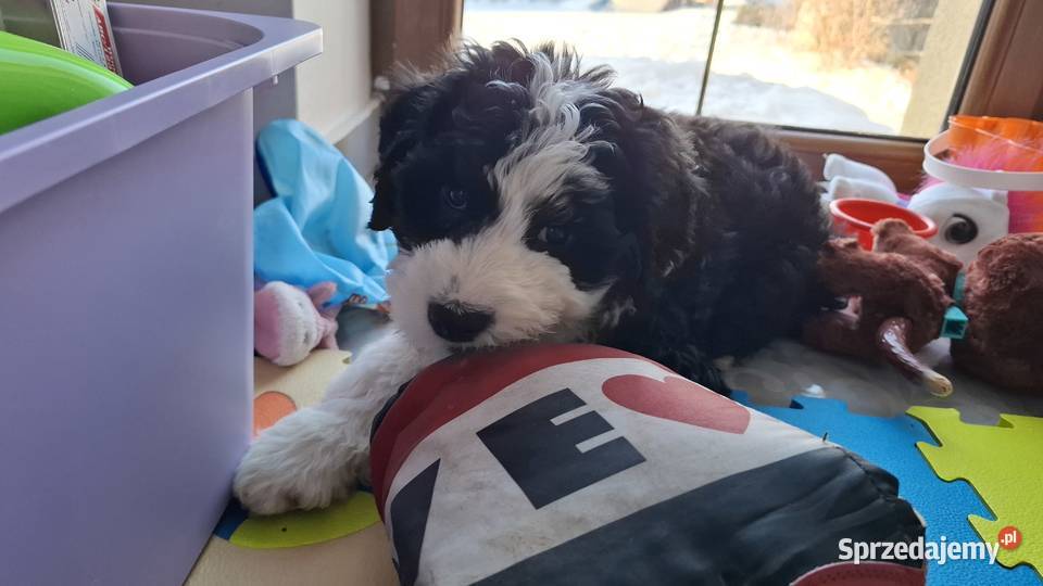 Portugalski pies dowodny szczenięta pieski sprzedam