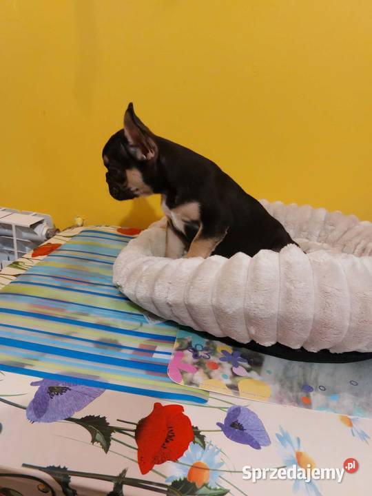 SuczkiPiesek buldog francuski Warszawy Płońsk