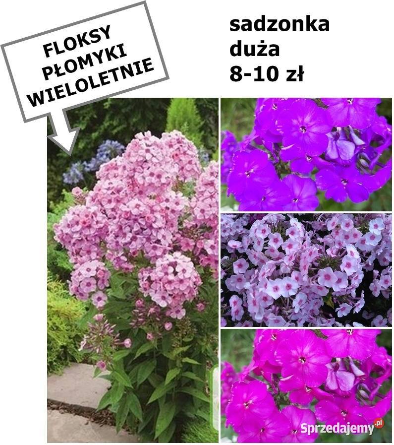 JUKA KWIAT sadzonki dużemożliwa wysyłka Poznań