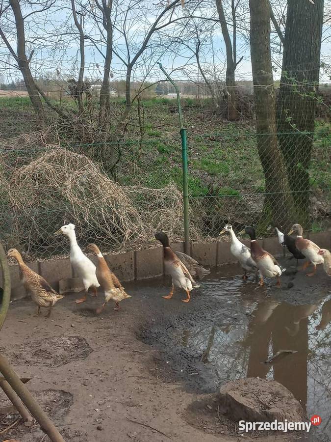 Biegus indyjski dorosłe pary Kolbuszowa