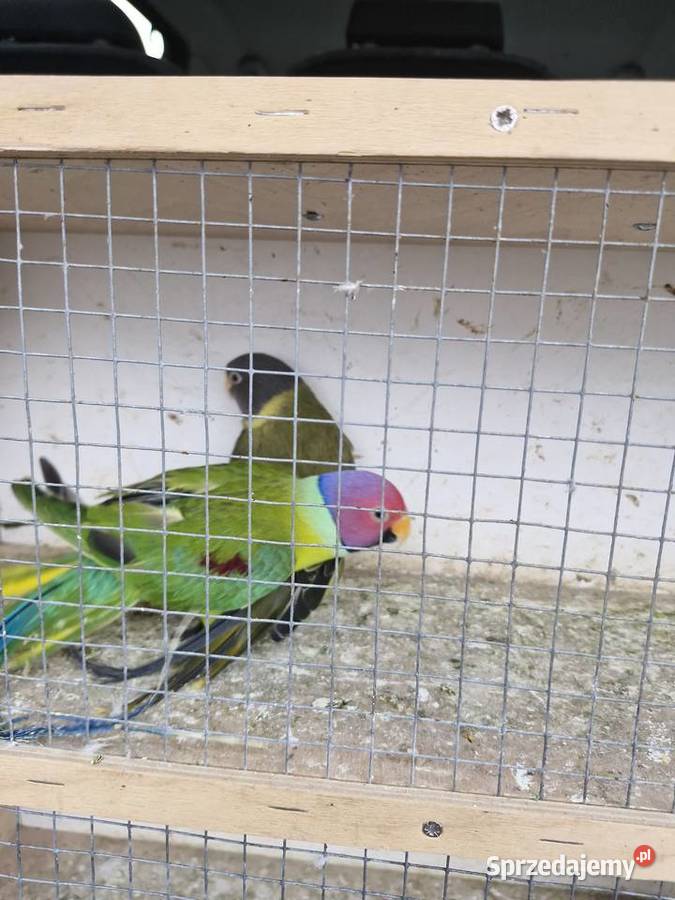 Aleksandretta Śliwogłowa Kalisz