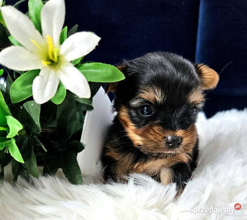 Prześliczny Malutki YORK Black and Tan Piękny Opole