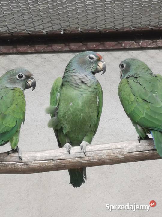 Piony niebieskogłowe z 2025r Rypin sprzedam