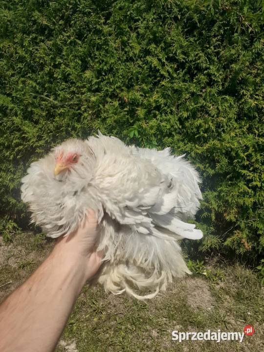 Kochiny lokowane para Frysztak