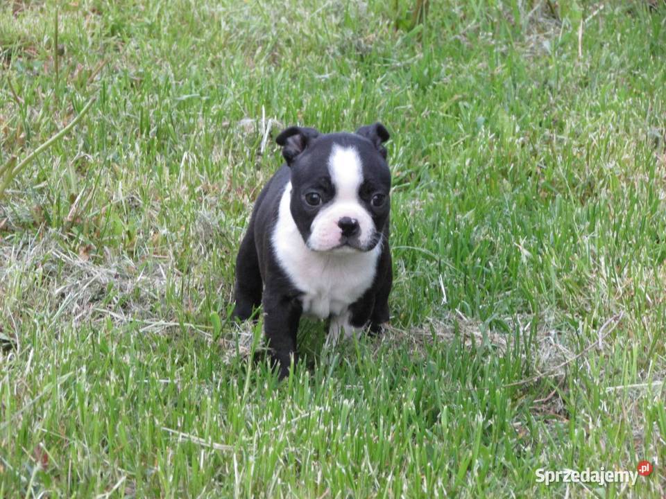 Boston Terrier Szczenięta Krośniewice sprzedam