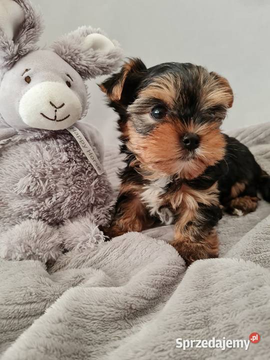 Mini Dziewczyna Yorkshire Terrier z Chipem Częstochowa
