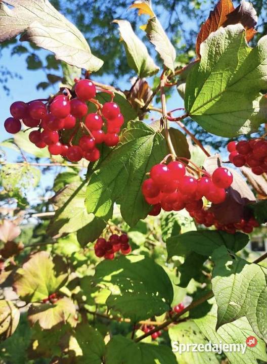 Kalina Koralowa Zbiór 2025r viburnum opulus Leśnictwo Jasło