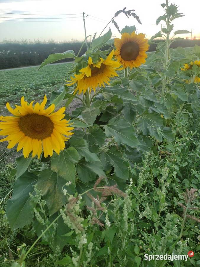 Słonecznik ozdobny mazowieckie Głudna