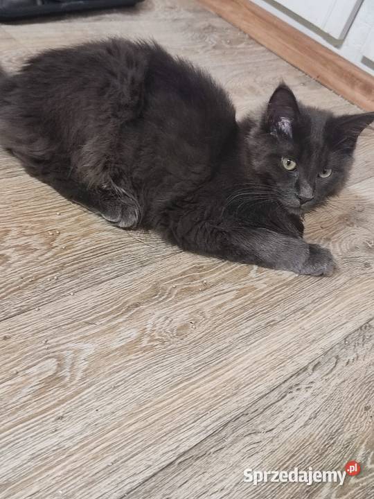 Maine Coon piękne kociaki Skorogoszcz sprzedam