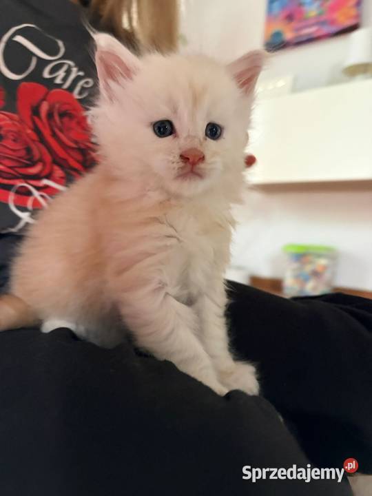 Sprzedam 2 kocurki rasy maine coon Smyczyna