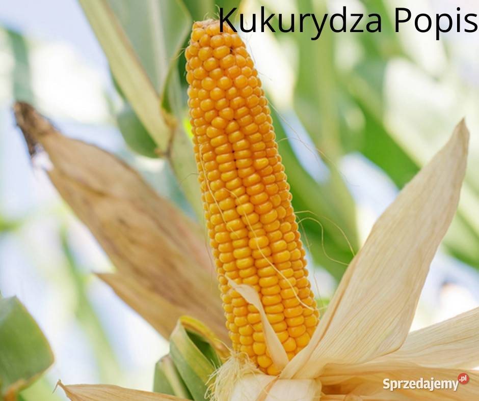 Nasiona kukurydzy SM Popis fao 270 wielkopolskie Gniezno