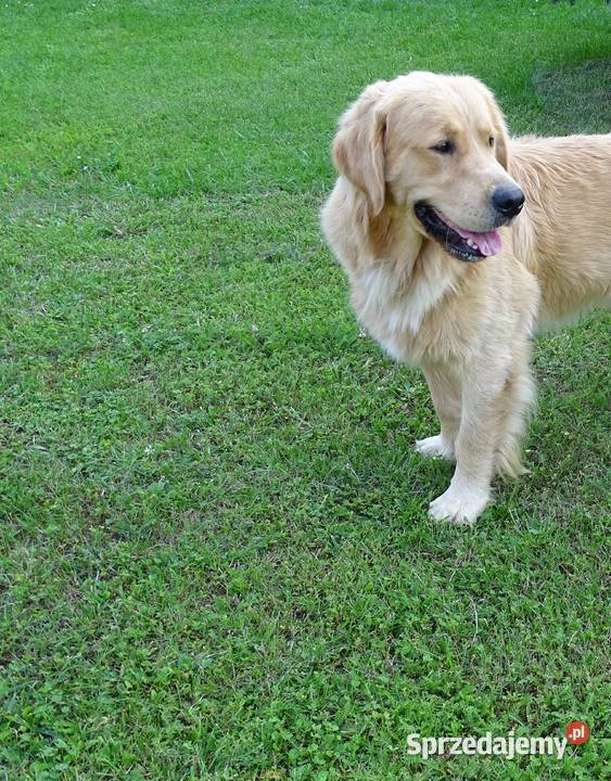 Golden retriever 15 miesięczny Golden Retriever Przysucha
