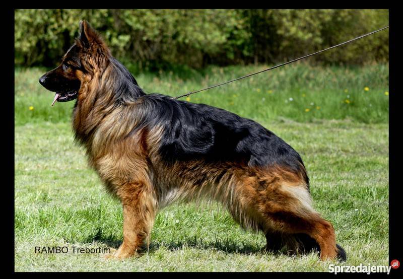 owczarek niemiecki reproduktor długowłosy Psy Jarocin