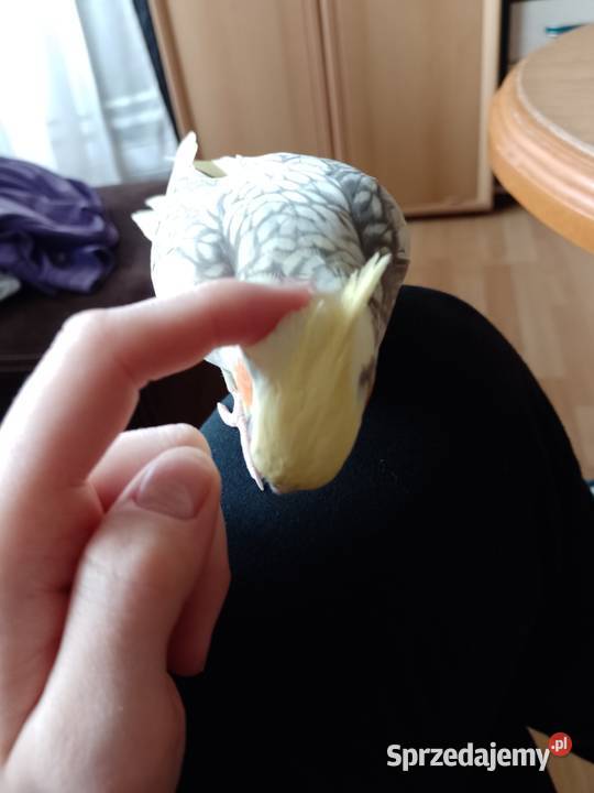 Papugi oswojone Nimfy śląskie