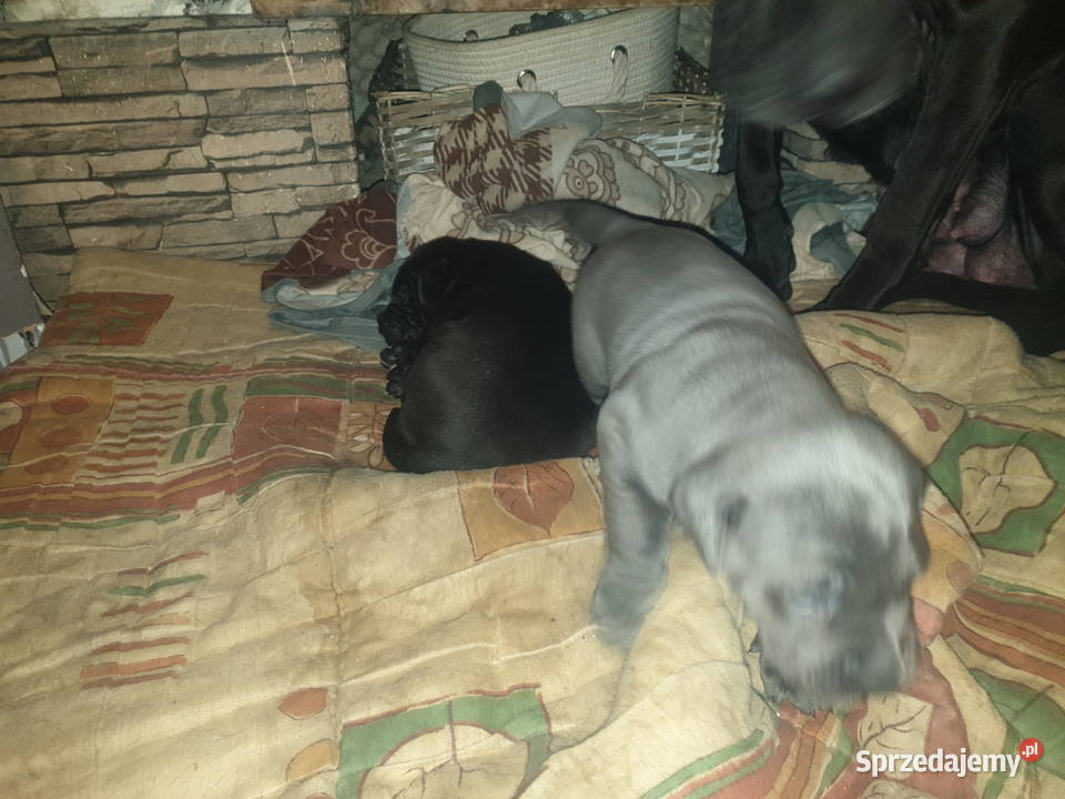 Cane Corso