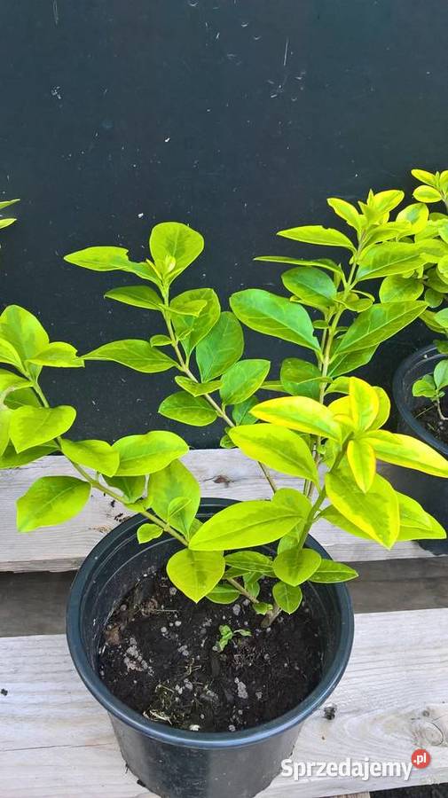 Ligusrt Aurea Variegata