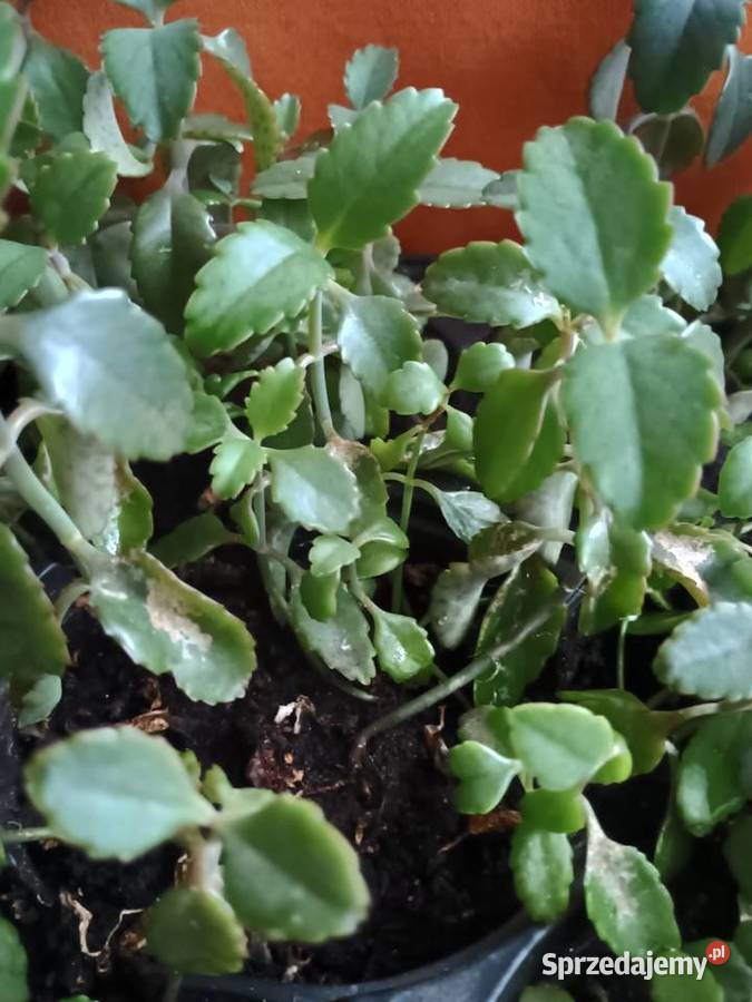 Żyworódka roślina do domowego leczeniaKwiaty Łódź