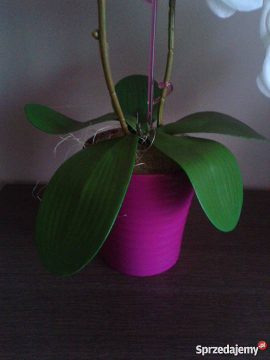 Sztuczny storczyk żywy NOWY 60 sztuczne kwiaty Dekoracje i ozdoby