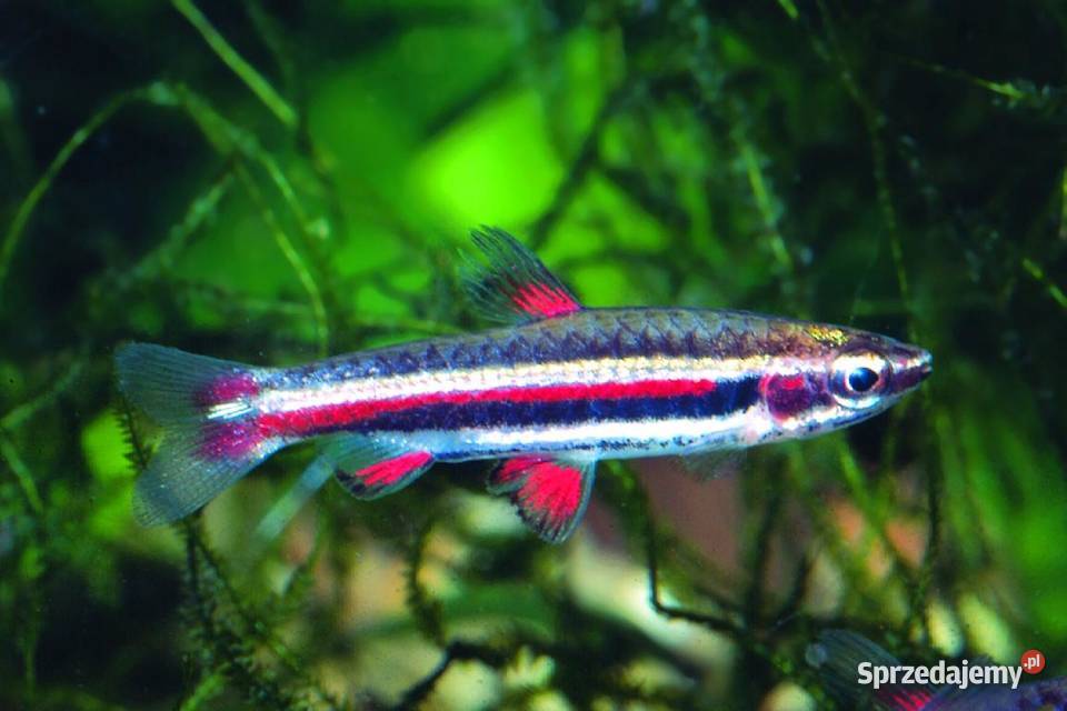 Drobnoustek obrzeżony Nannostomus marginatus Gdańsk