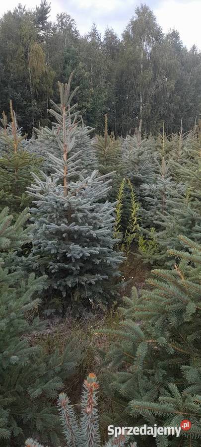 Sprzedaż plantacji choinki żywe świerk jodła Iglaste świętokrzyskie