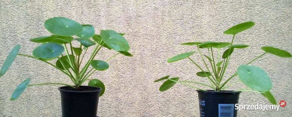 Kwiat doniczkowy pieniążek pilea na prezent i Pszczyna