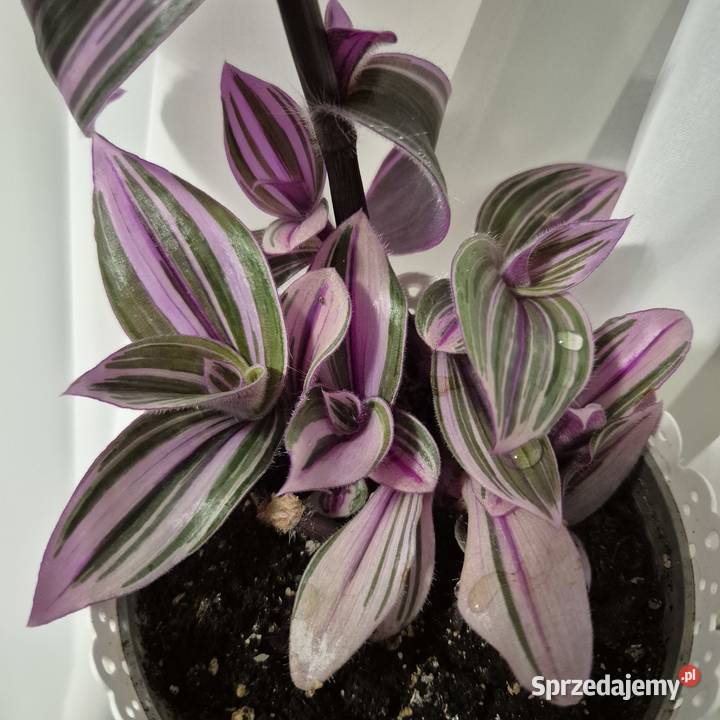 Trzykrotki tradescantia 24 różne odmiany w tym Skuły