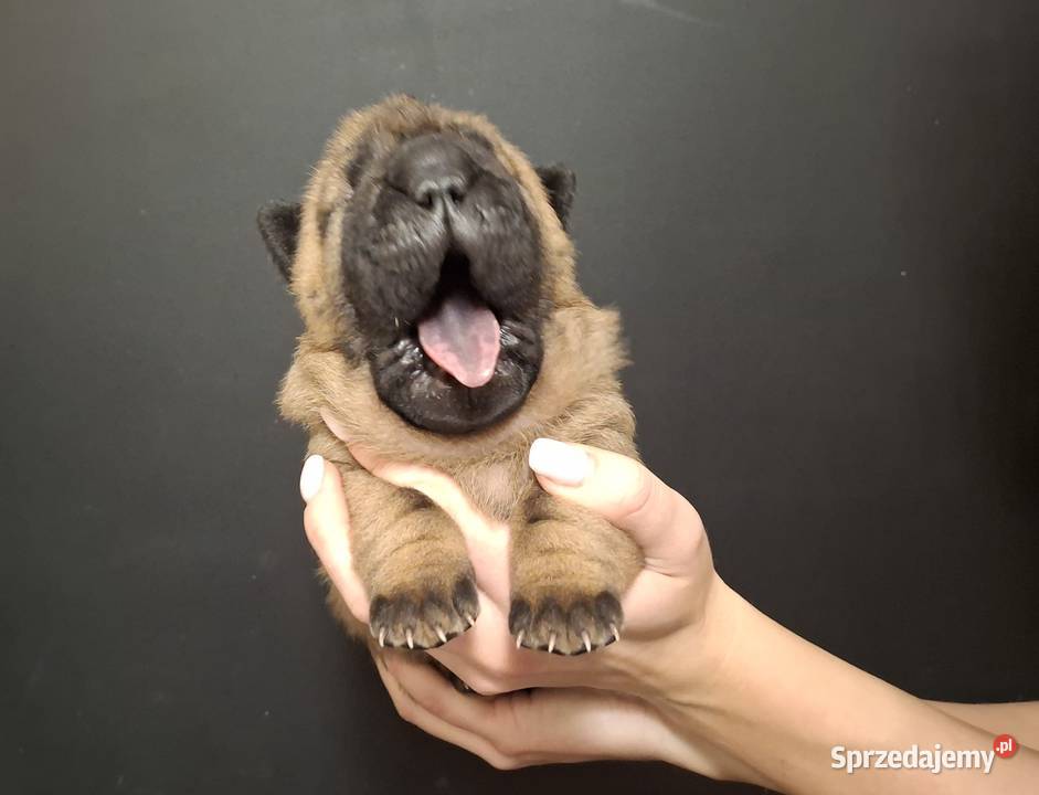 Szczenięta Shar Pei FCI Piotrków Kujawski