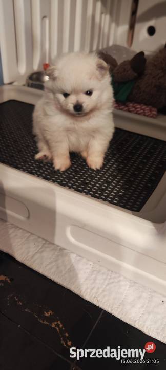 Szpic pomeranian Szpic miniaturowy Bydgoszcz