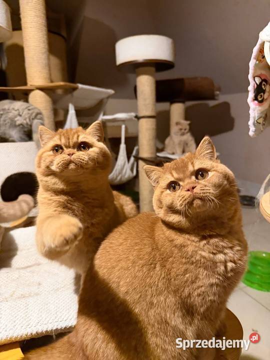 Piękny rudy kocurek z legalnej hodowli Perła Dąbrowa Górnicza sprzedam