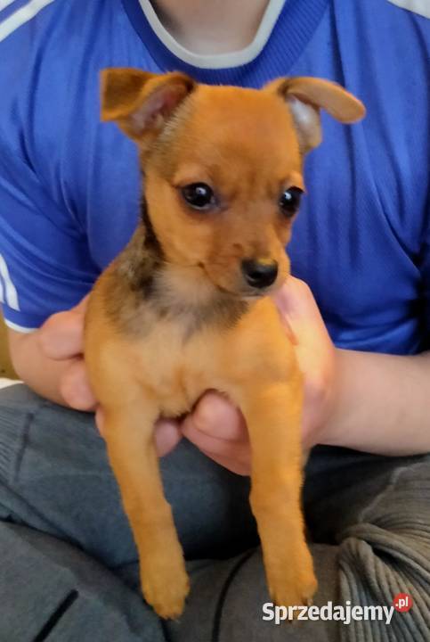 Pinczer Miniaturka Płock sprzedam