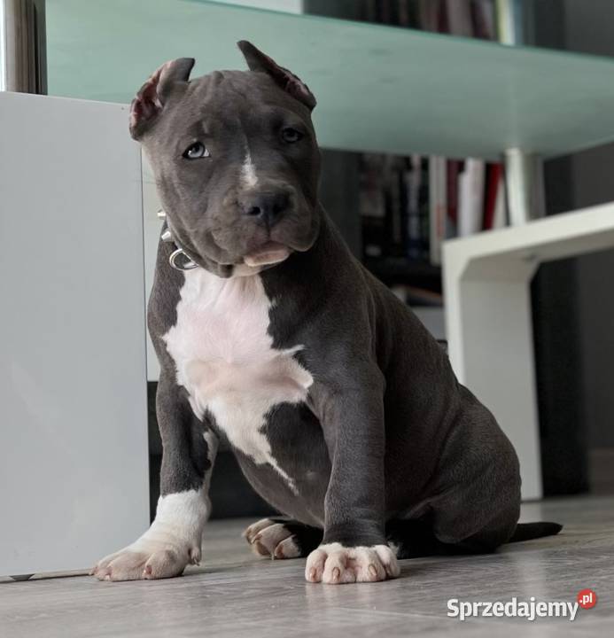 Suczka American Bully ABKC