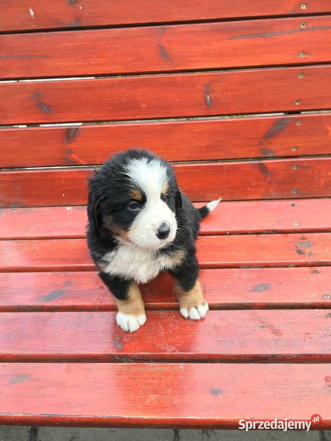 Berneński pies pasterski Berneński Pies Pasterski