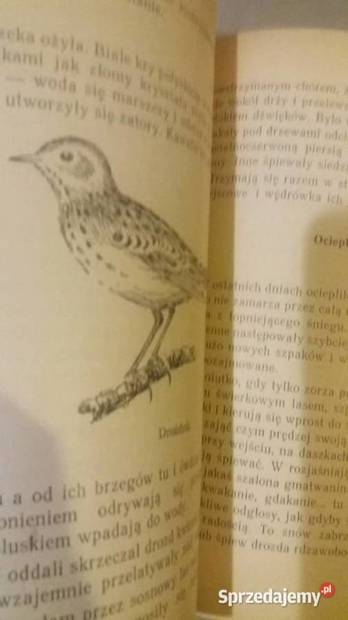 Ptasie miasteczko książki ładne dziecięce Antyki, Sztuka, Kolekcje
