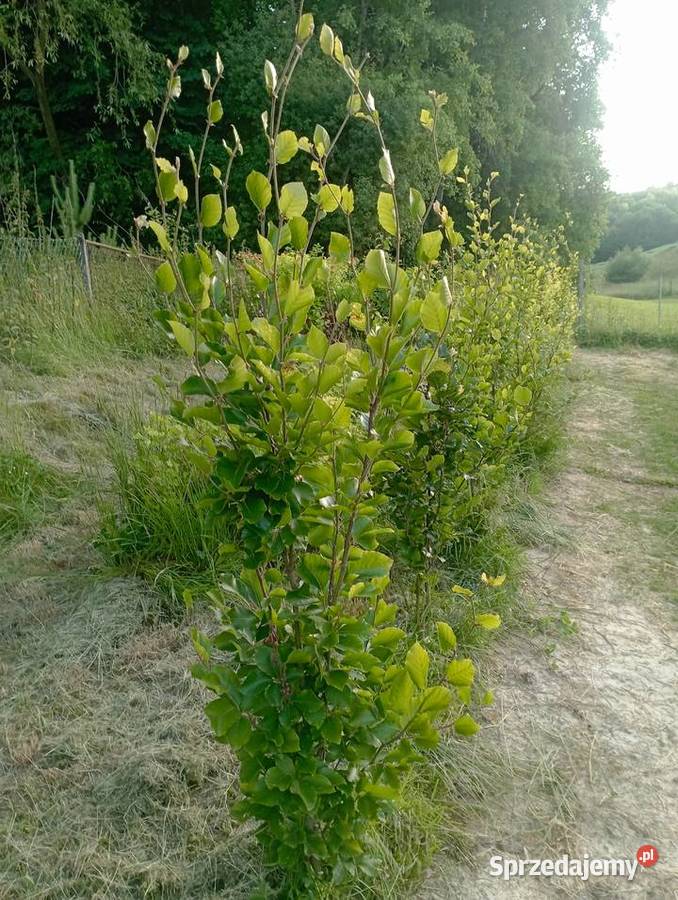Buk fastigiata podkarpackie