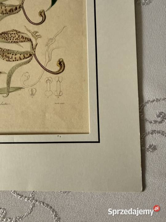 Antyczna rycina botaniczna staloryt XIX w Czerwionka-Leszczyny