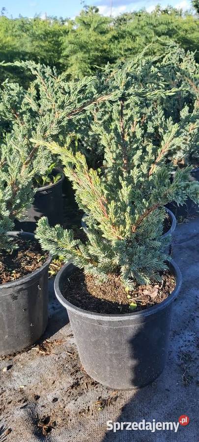 Sprzedam jałowiec Meyeri Sompolno