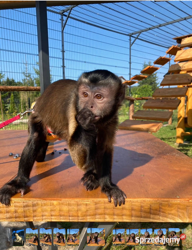 Kapucynka czubata kawaler szuka domu Kołobrzeg