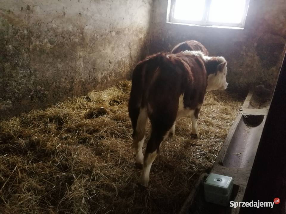 Sprzedam Odsadki 2 Jałówki Mięsne Cielęta Mięsne Czaryż sprzedam