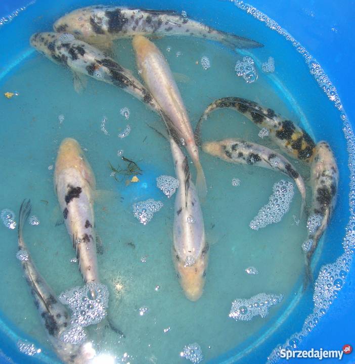 Sprzedam karpiekoi DOITSU YORIGOI Łowicz