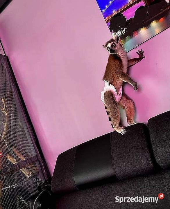 Oswojone Lemury Katta łac Lemur Catta piękne Katowice sprzedam