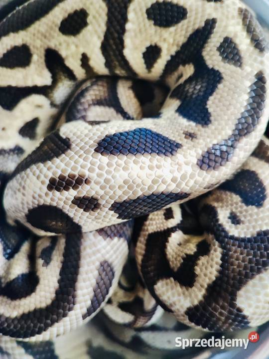 Wąż Pyton królewski Leopard Vanilla Python Warszawa sprzedam