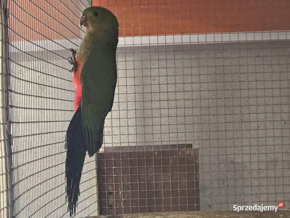 Szkarłatka królewska samiczka kujawsko-pomorskie Bydgoszcz