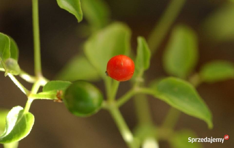Papryka CHILTEPIN Chilli Tepin nasiona wielkopolskie