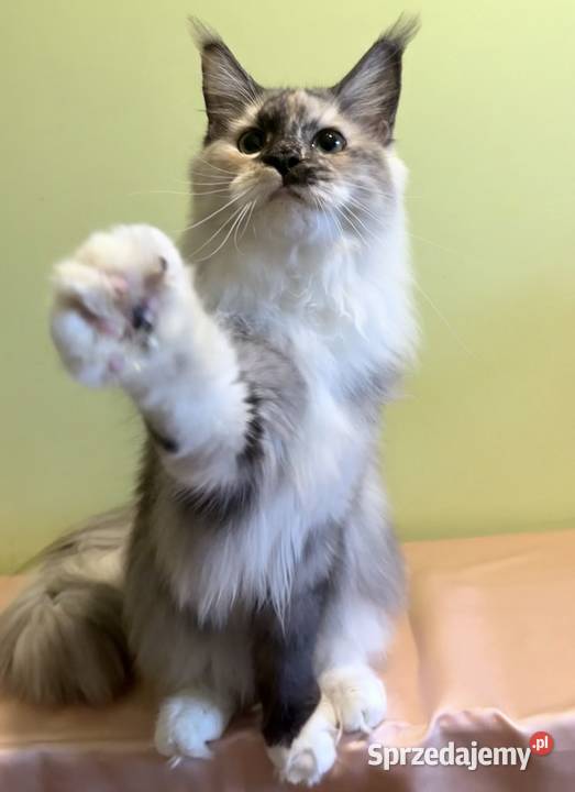 Maine Coon niebieski kocurek