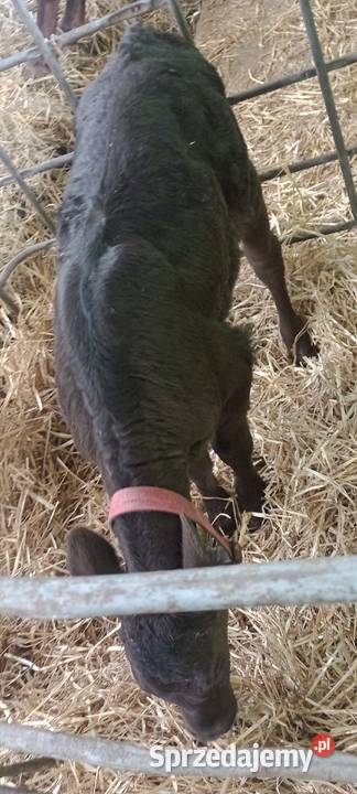 Bydło Pozostałe lubelskie Stanin sprzedam