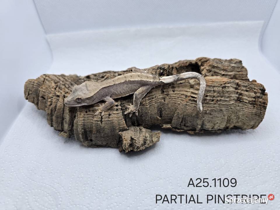 Gekony orzęsione Zawiercie