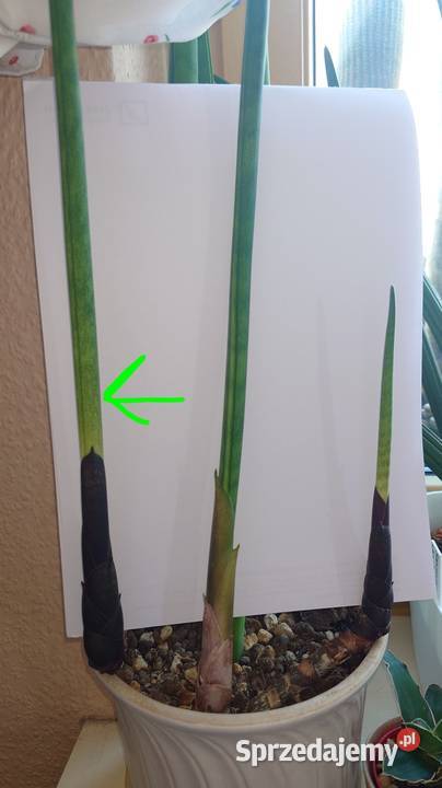Sansevieria bacularis z kolekcji odrost liść 54 Warszawa