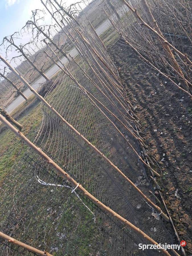 Drzewko Czereśnia mazowieckie Nowe Miasto nad Pilicą