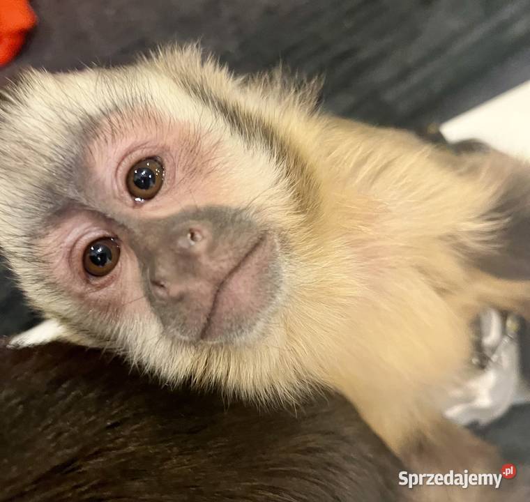 Małpa kapucynka czubata samica Krosno Odrzańskie sprzedam